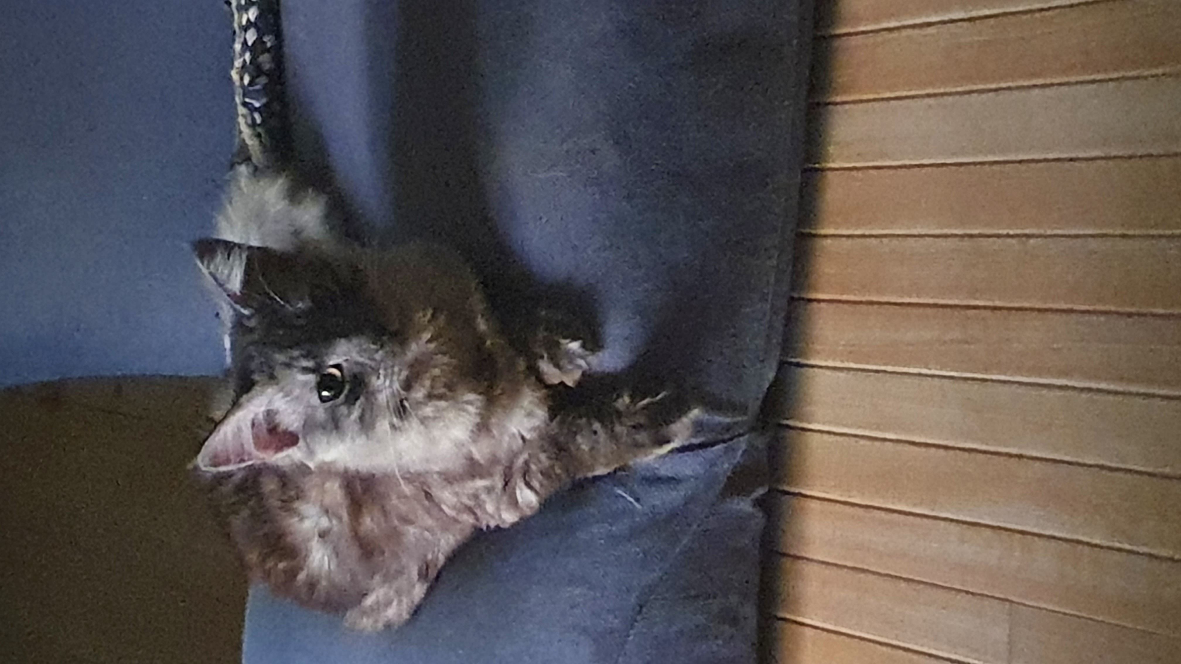 Скриншот мода