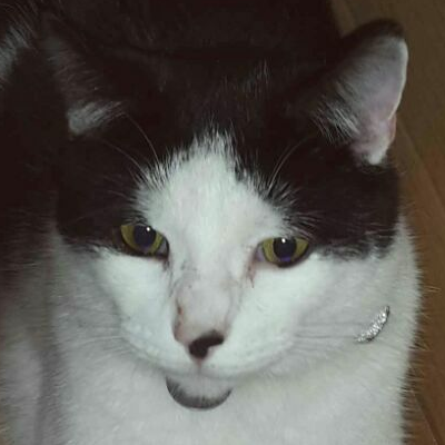 Логотип мода Chicken Chunk Patcher